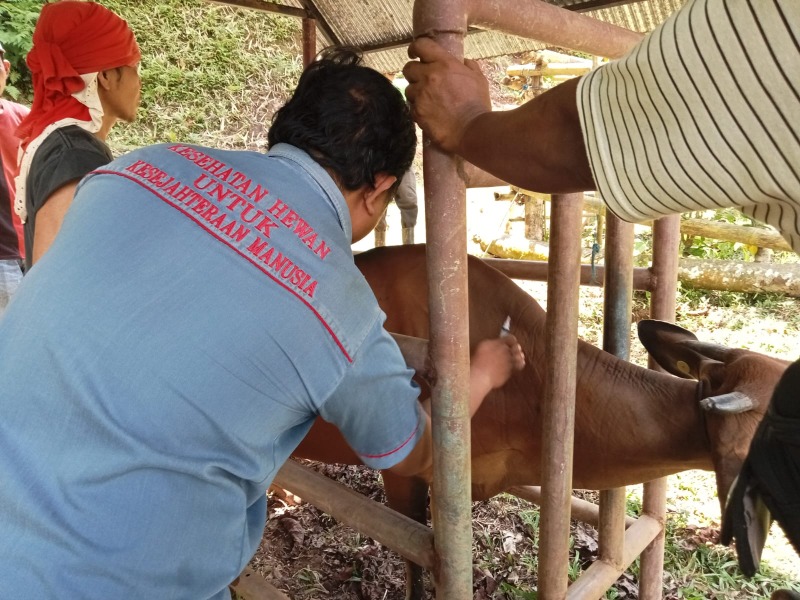 Vaksinasi Rabies dan PMK di Kota Palopo